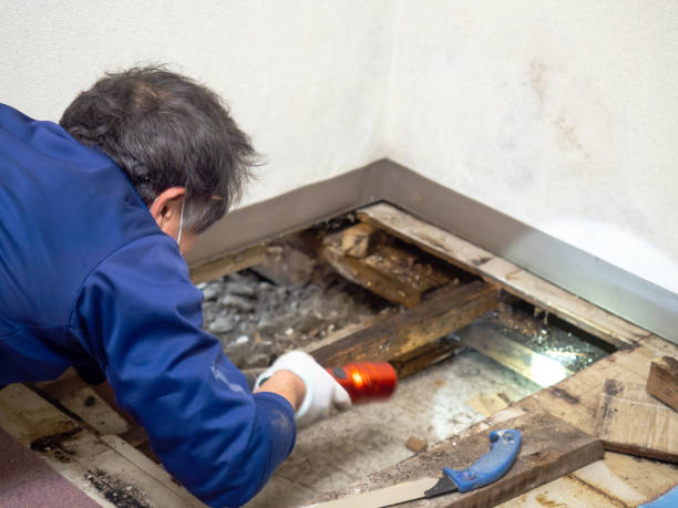 Levittown, NY Mold Removal Company