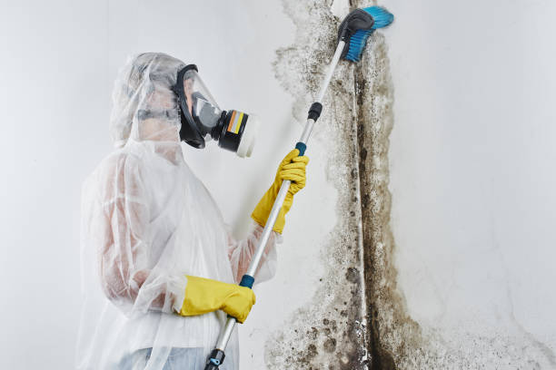 Best Residential Mold Removal  in Levittown, NY