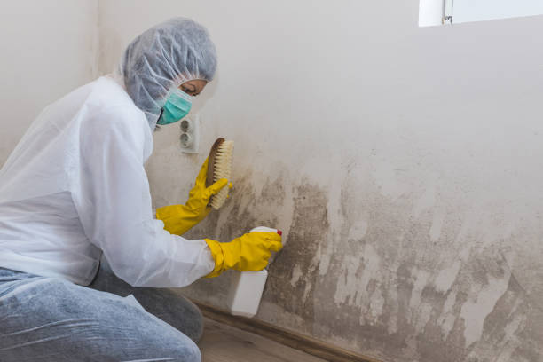 Best Black Mold Removal  in Levittown, NY