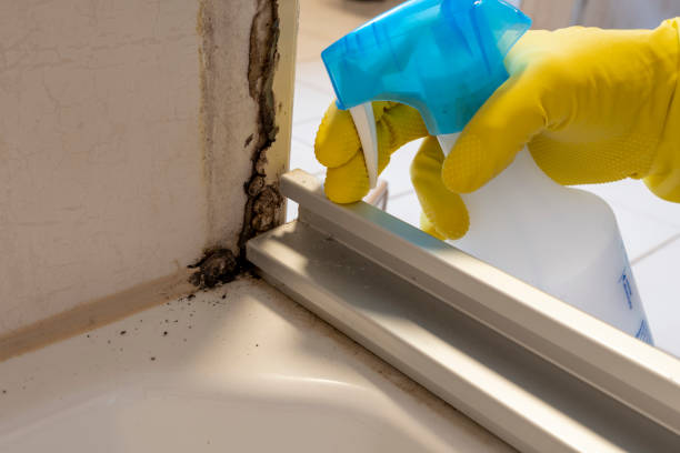 Best Mold Cleaning Services  in Levittown, NY