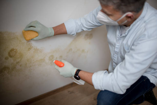 Best Toxic Mold Removal  in Levittown, NY