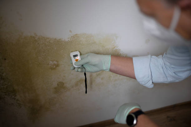 Best Professional Mold Removal  in Levittown, NY