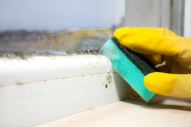 Best Home Mold Removal  in Levittown, NY