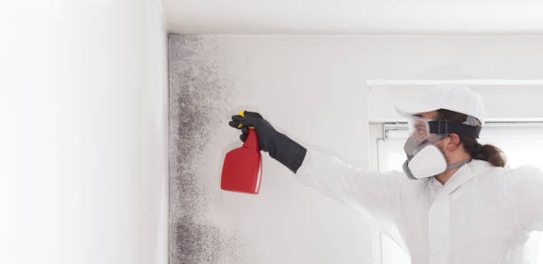 Best Same-Day Mold Removal  in Levittown, NY