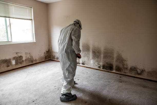 Mold Removal Process in Levittown, NY