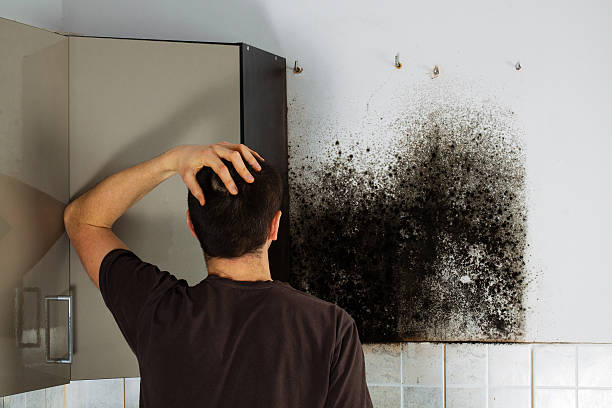 Best Mold Removal Specialists  in Levittown, NY