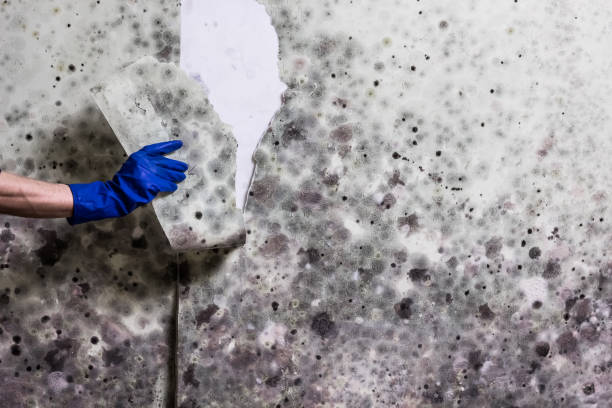 Best Attic Mold Removal  in Levittown, NY