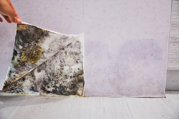 Best Best Mold Removal Companies  in Levittown, NY